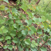 Terminalia anogeissiana Gere & Boatwr.